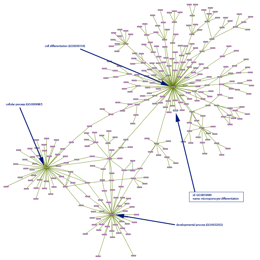 Gene ontology graph example.gif
