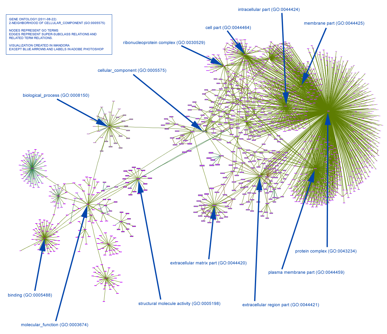 Gene ontology graph example2.gif